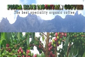Organic Green Coffee Beans from Papua New Guinea